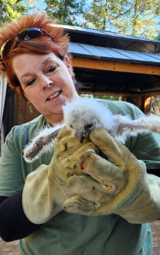 Wildlife in Need helps get injured animals to rehab centers